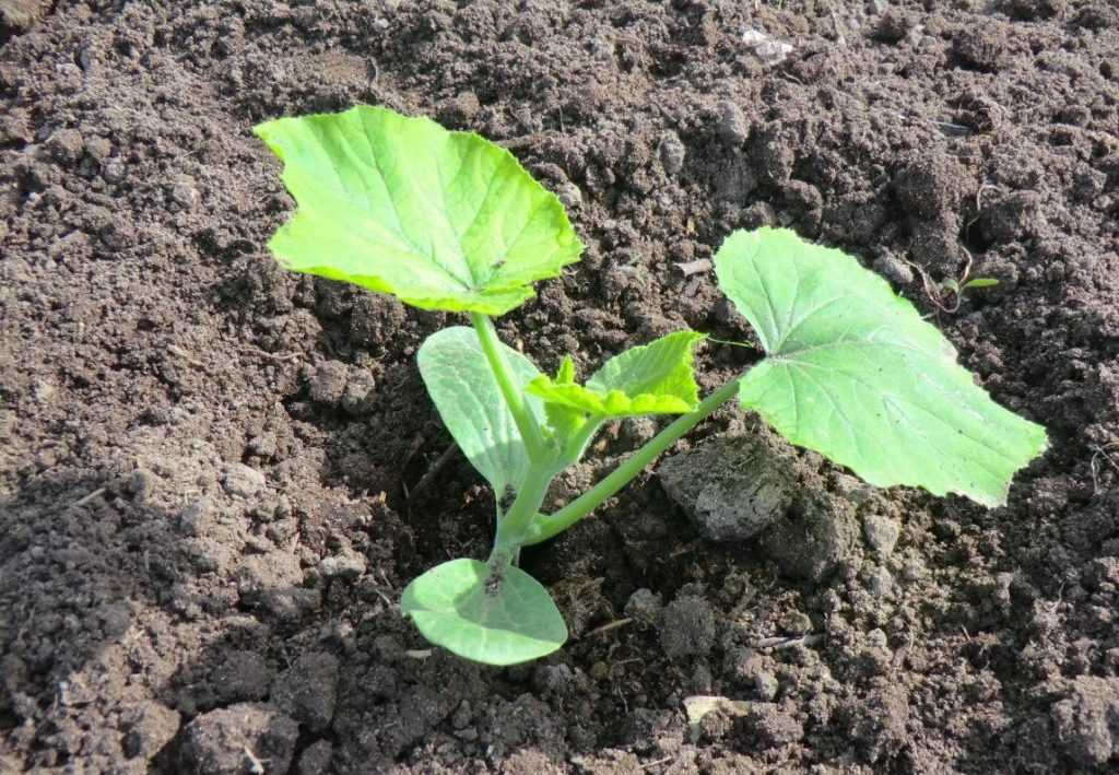 Особенности выращивания и ухода за рассадой кабачков