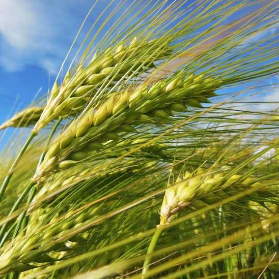 Гибрид пшеницы и ржи: описание тритикале, польза и вред, применение