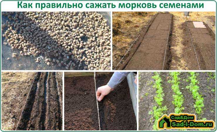 Правила посадки моркови весной в открытый грунт семенами: как и когда сажать, уход