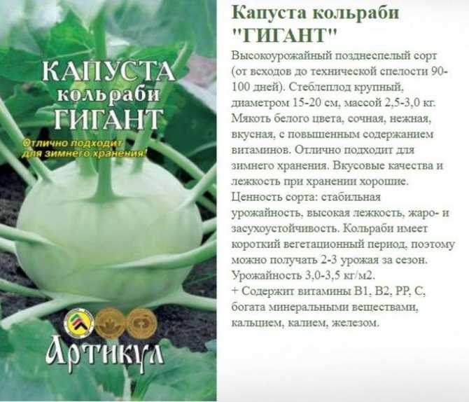 Капуста кольраби: описание, полезные свойства, особенности выращивания, как едят, рецепты - sadovnikam.ru