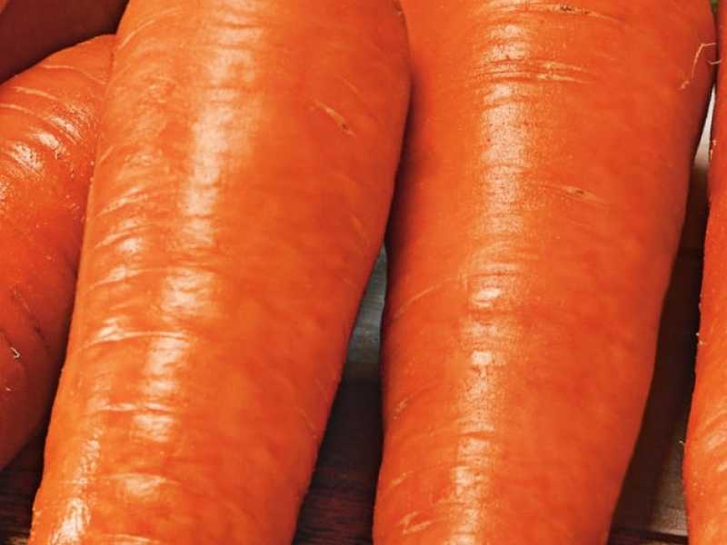 Все о сорте моркови красный великан