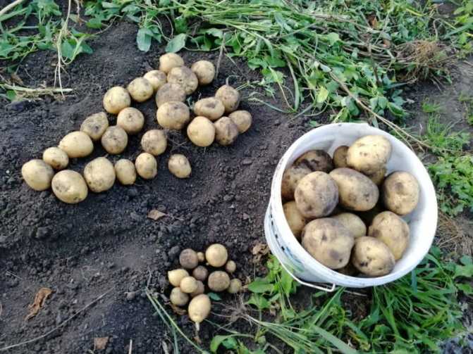 Картофель родриго отзывы форум. вкусный и неприхотливый картофель родриго: секреты раннего урожая