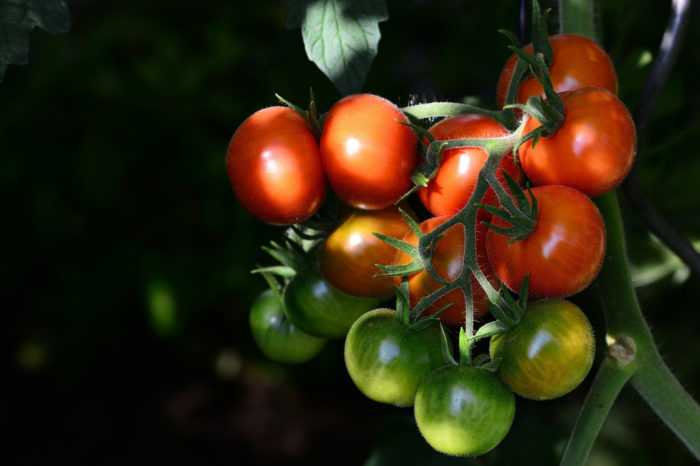 12 лучших крупноплодных томатов для открытого грунта и теплиц