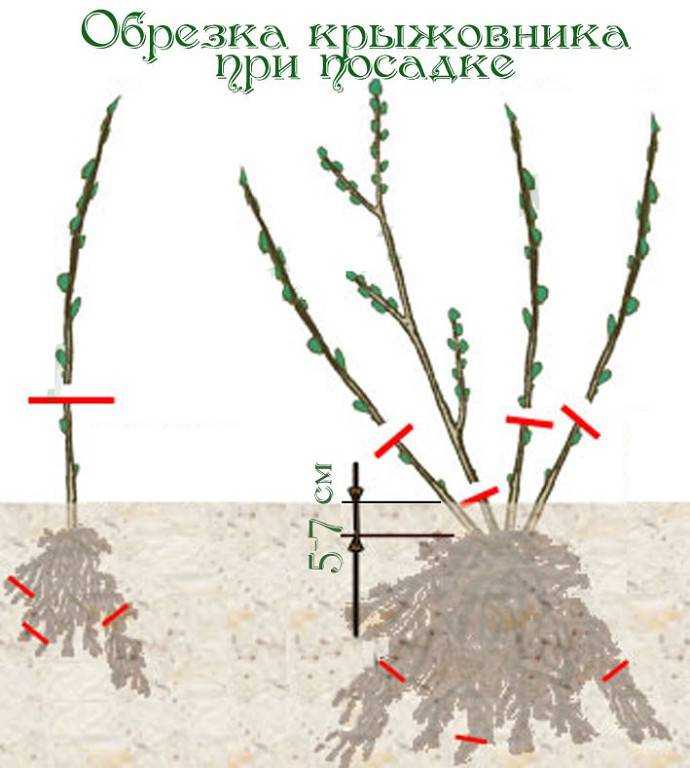 Обрезка шиповника, в том числе весной, схема формирования куста пошагово для начинающих