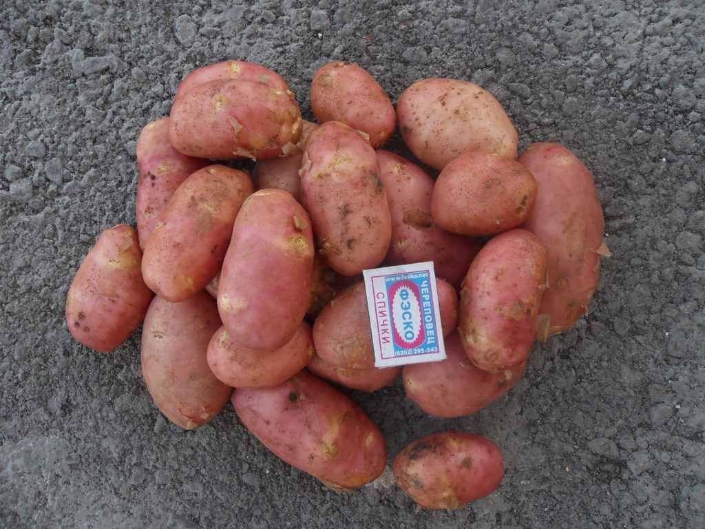 Картофель хозяюшка: описание сорта, фото, отзывы о вкусовых качествах и сроках созревания, особенности хранения и выращивания, характеристика урожайности