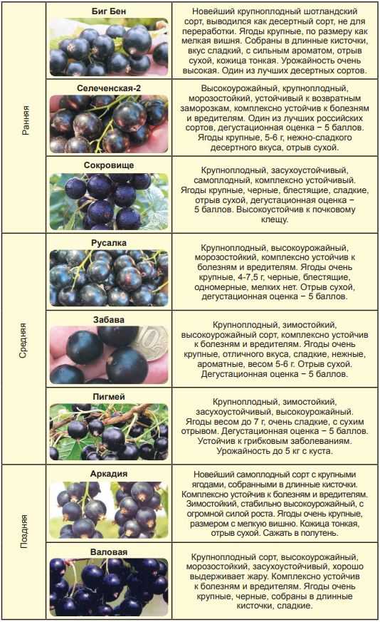 Чёрная смородина пигмей: особенности выращивания и ухода