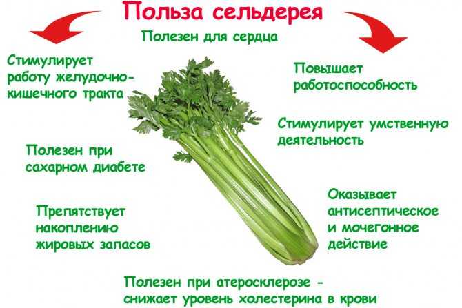 Сельдерей в сыром виде: можно ли есть – проовощи.ру