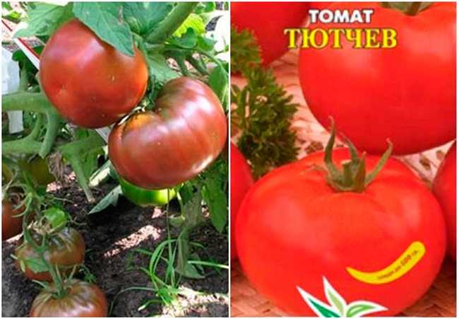 Лучшие сорта томатов 2020 года