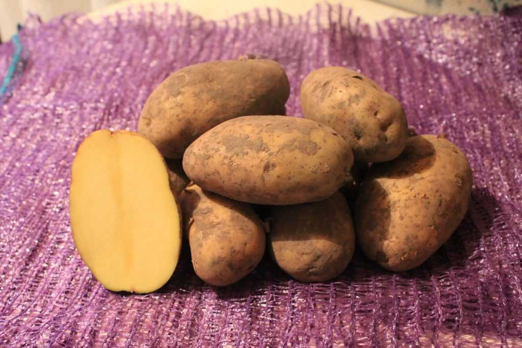 Описание сорта картофеля джелли