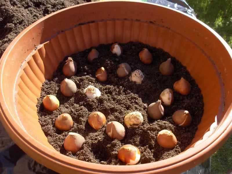 Можно посадить луковицы тюльпанов весной. Луковичные в горшках. Посадка луковичных в горшки. Корзинки для луковичных. Посадка тюльпанов.