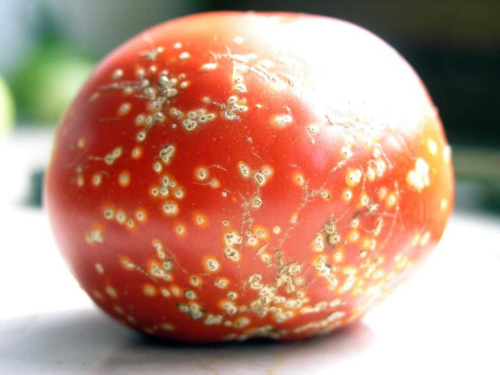 Болезни перца и томатов, борьба с ними: фото и лечение бактериального рака, гнили и столбура