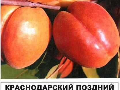 Характеристика и правила выращивания абрикоса сибиряк байкалова
