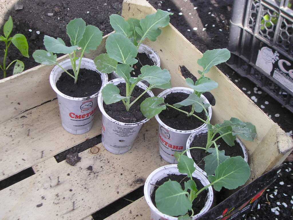 Как выращивать капусту брокколи в открытом грунте: рассаду и из семян?
