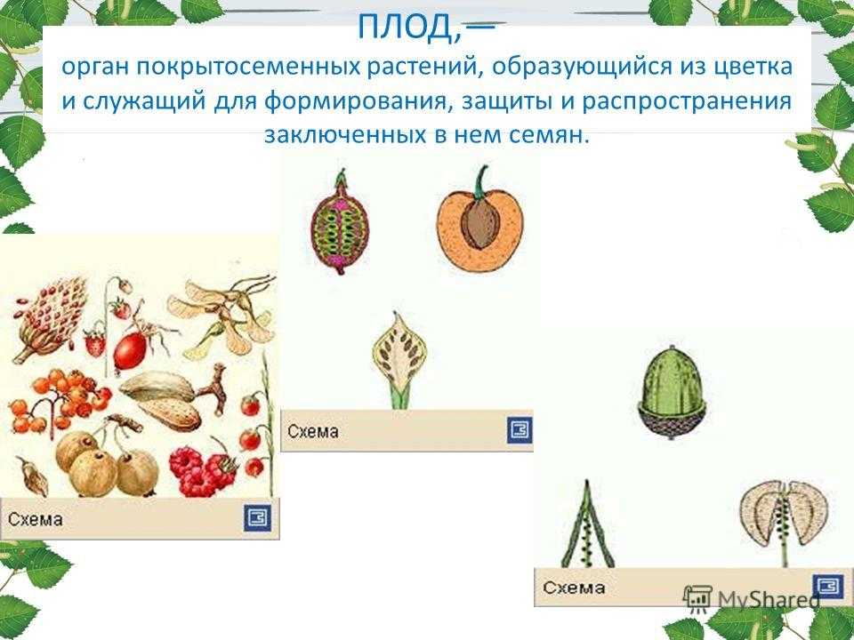 Тыква - ягода, фрукт или овощ?