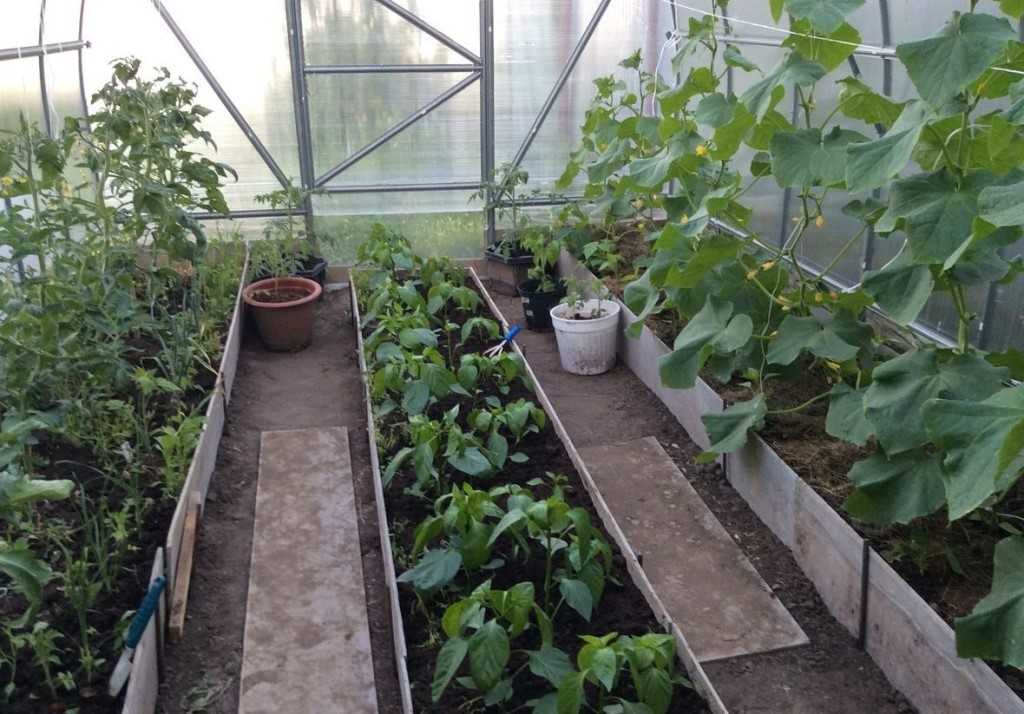 Баклажан - выращивание и уход в теплице из поликарбоната: какие сорта сажать лучше и как провести подкормку? русский фермер
