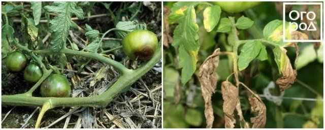 Опасные болезни томатов, растущих в теплице: описание, лечение недугов и их фото