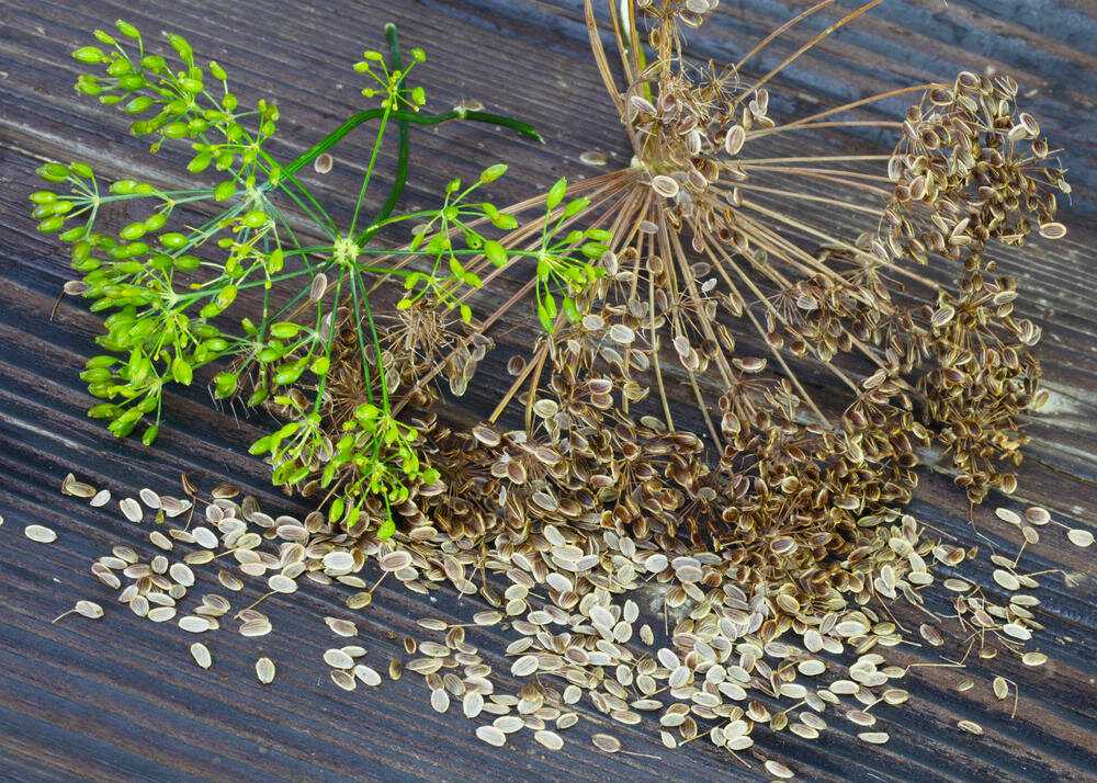 Семена укропа — полезные свойства и применение. как заваривать семена укропа - здоровье - медиаплатформа миртесен