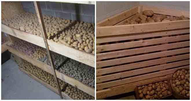 Картофель: что делать, чтобы клубни не прорастали во время хранения: новости, картофель, урожай, лайфхаки, сад и огород