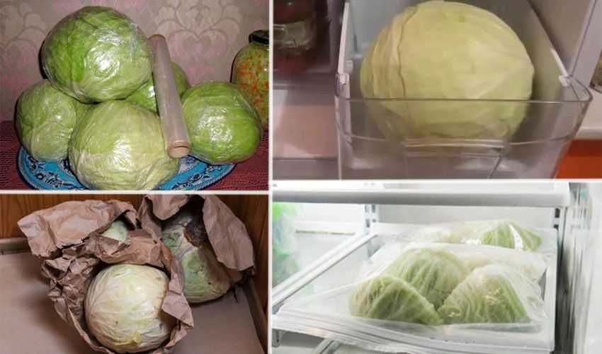 Как сохранить капусту кольраби на зиму в домашних условиях: сроки уборки и подготовка к хранению
