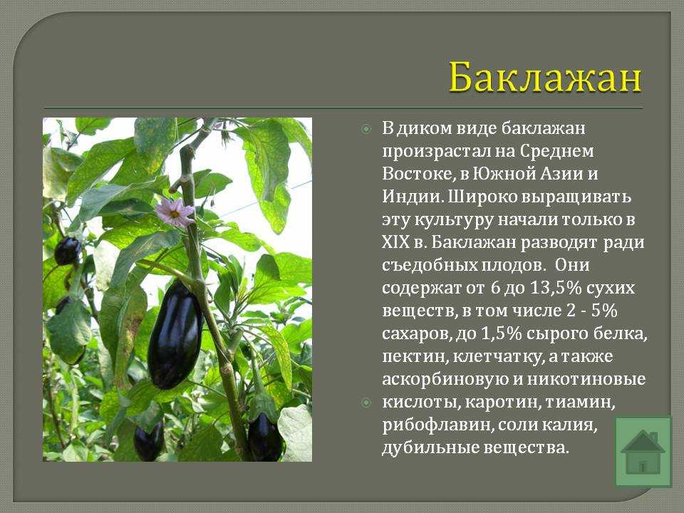 Баклажан относится к семейству. описание и характеристика плода | зелёный сад