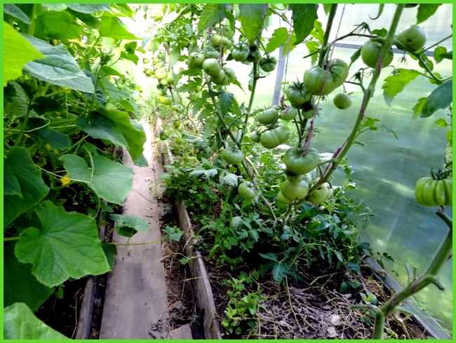 Баклажаны в теплице: выращивание и правильный уход