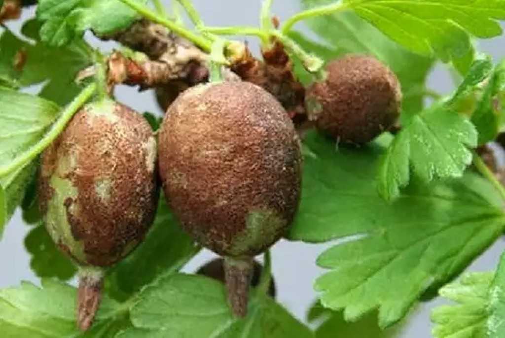 Чем лечить шишки от уколов на ягодицах - юнусов булат тимирзянович