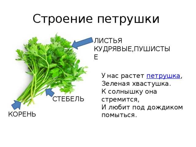 Укроп и петрушка: что полезнее, польза и вред для организма, какие витамины присутствуют