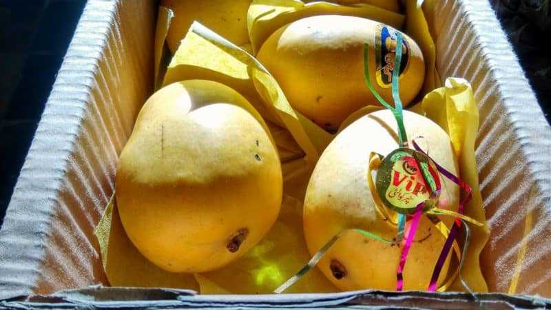 Как можно сохранить манго в домашних условиях. как хранить манго: оптимальное соотношение температуры и влажности