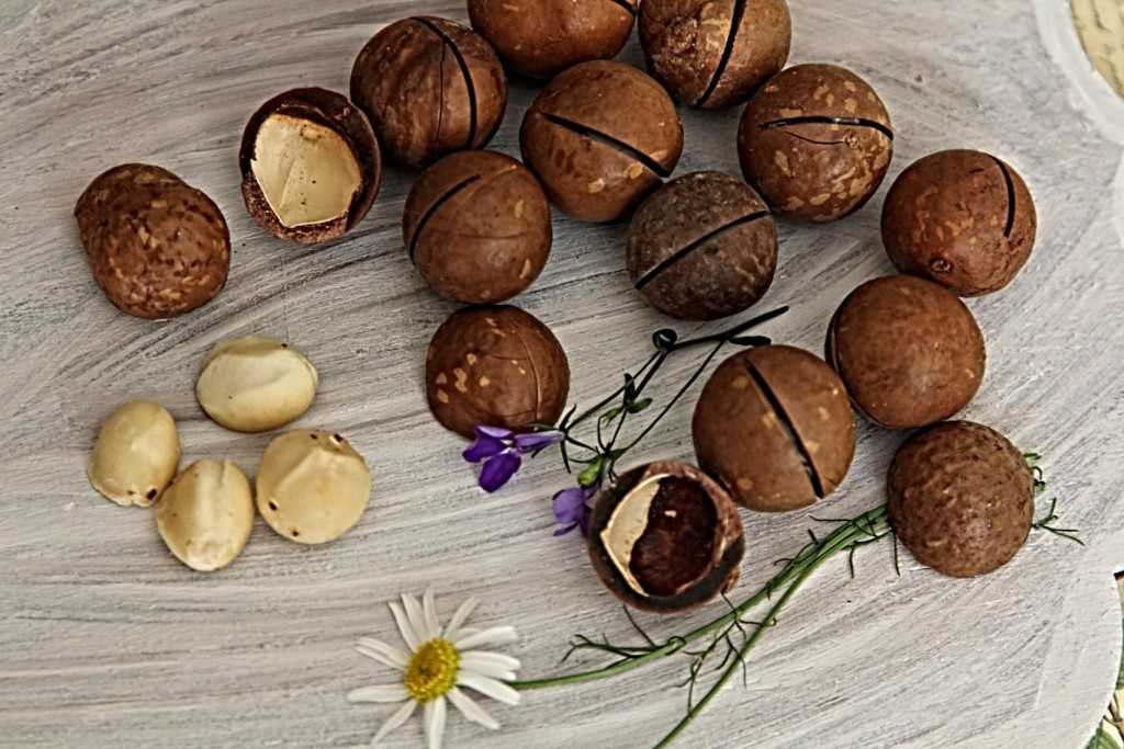 Орехи в скорлупе название. Шоколадный орех. Орех сладкий круглый. Сладкие орехи. Круглый шоколадный орех.