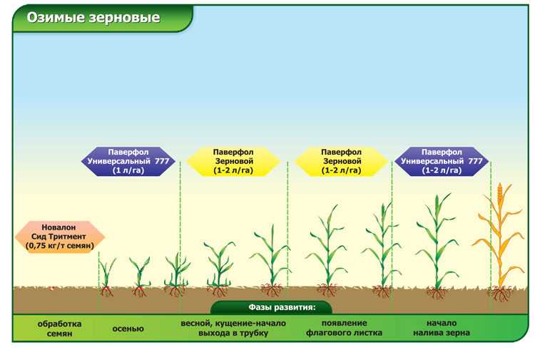 Азотная подкормка озимой пшеницы: способы внесения (внекорневая, корневая), влияние органических удобрений на яровую пшеницу