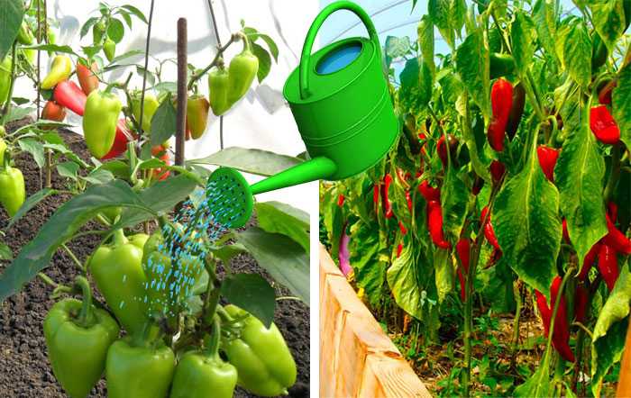 Как поливать болгарский перец? как часто и правильно поливать сладкий перец на огороде и в теплице? полив от рассады до плодов