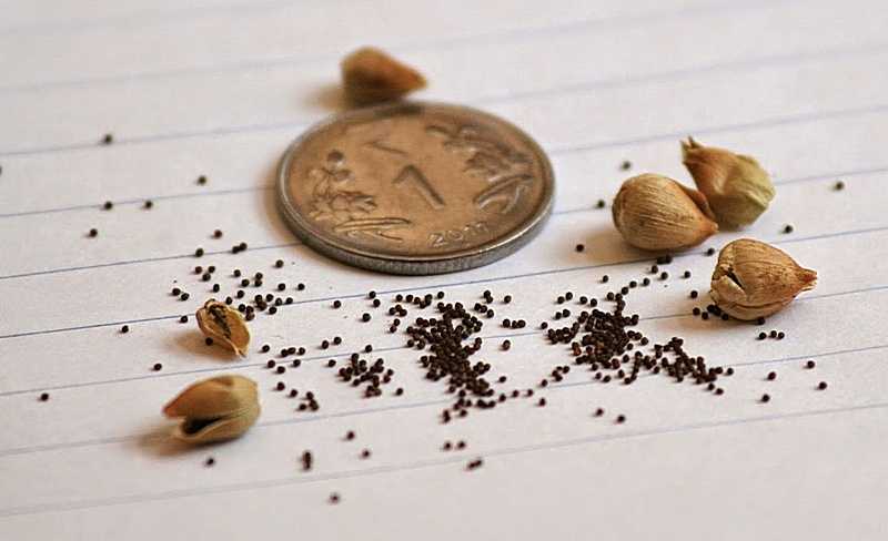 Как собирать и хранить семена петунии: сроки сбора