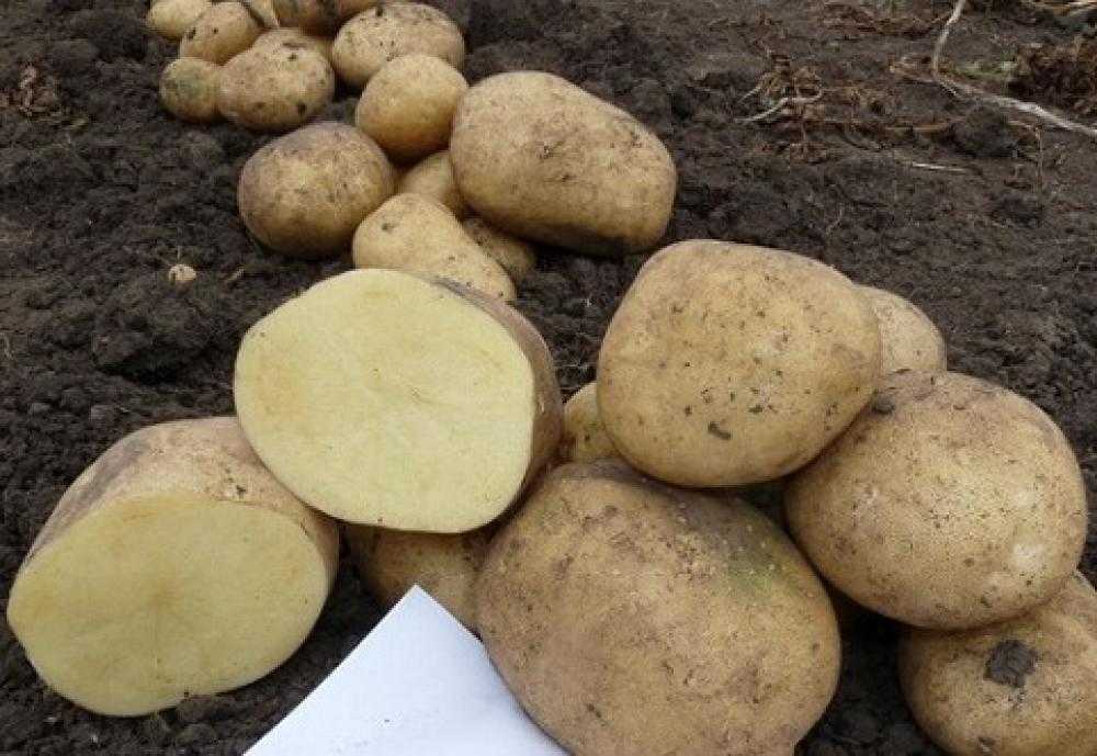 Сорт картофеля аризона характеристика отзывы