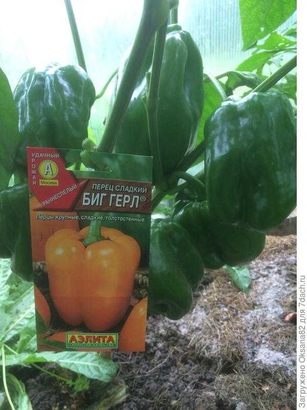 Перец биг папа: отзывы фермеров со стажем, фото необычных плодов, секреты их правильного выращивания