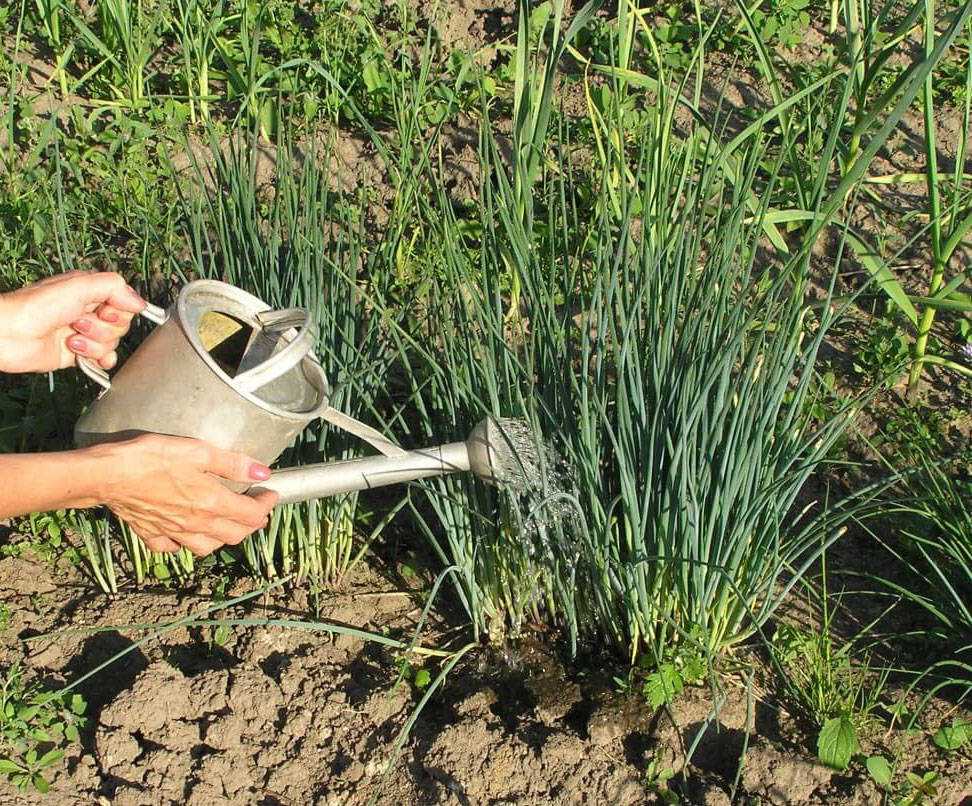 Пошаговая инструкция по выращиванию чеснока в открытом грунте для начинающих: этапы и советы от фермеров со стажем