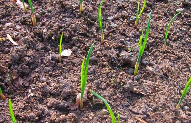 Чем хороша посадка чеснока весной: сроки, почва, выбор яровых сортов для получения отменной головки