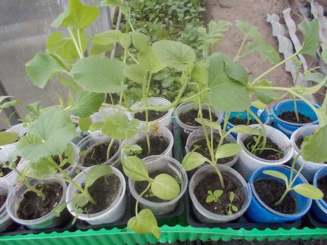 Как вырастить арбузы на даче - в теплице и открытом грунте