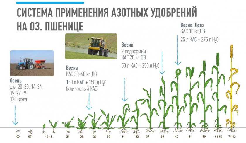Когда сеют озимую пшеницу: норма расхода на 1 га в кг, лучшие сроки