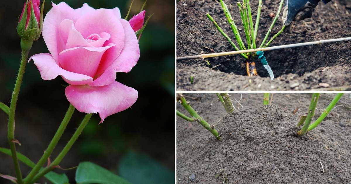 Как пересадить розы на новое место весной и осенью: правила деления и пересадки
