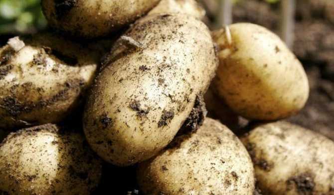 Картофель «аврора»: описание сорта и выращивание