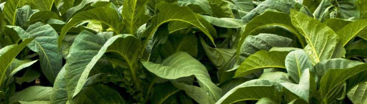 Курительный табак: выращивание, сбор и хранение