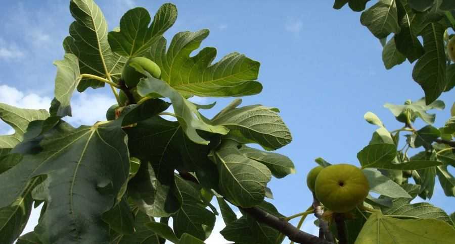 Дерево инжир, описание, как выглядит и растет: на фото плоды, листья, семена