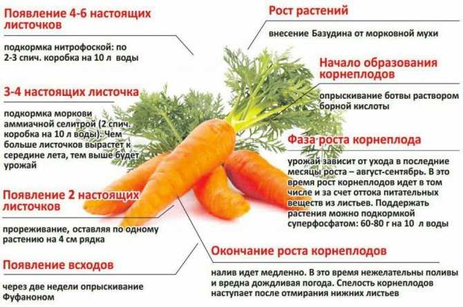 Чем подкормить морковь для хорошего роста: нормы внесения удобрений, видео