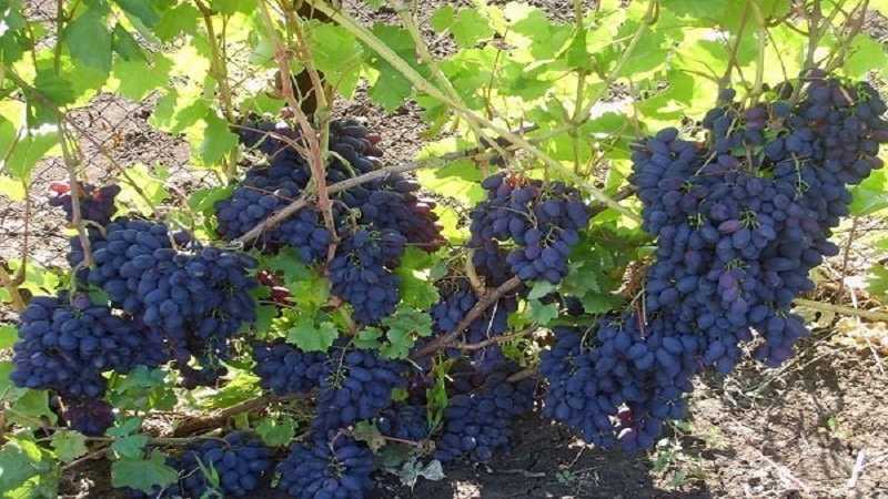 Сорта винограда краснодара: лучший ранний, среднеспелый, поздний, технический виноград для виноградарства в краснодарском крае