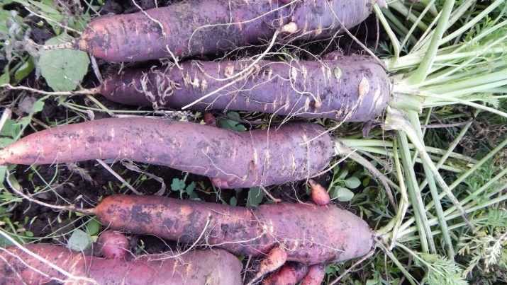 Фиолетовая морковь: разные сорта и их характеристики