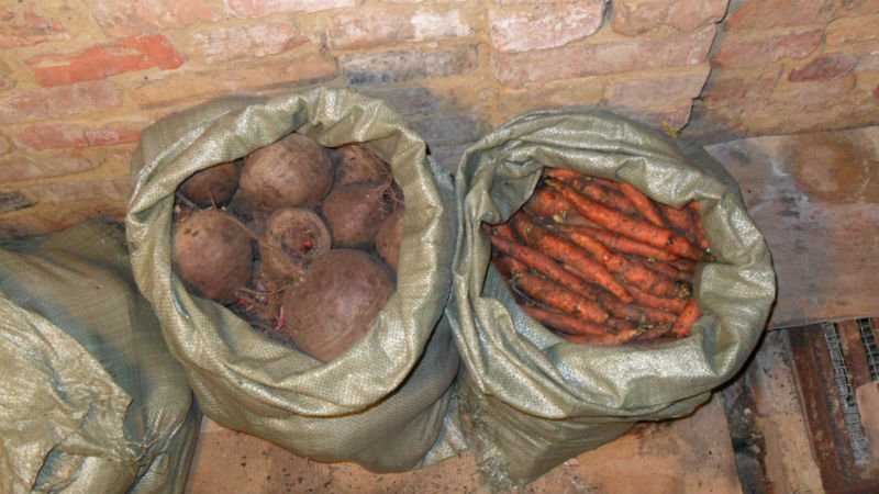 Как сохранить морковь в теплом погребе: инструкция, какова пригодность к долгому держанию, а также немного о полезных свойствах этого овоща selo.guru — интернет портал о сельском хозяйстве