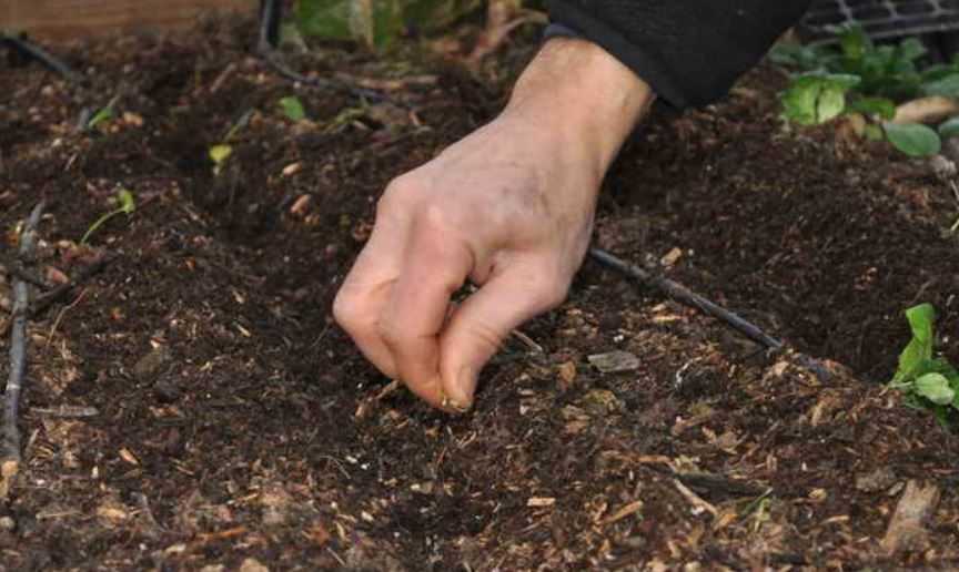 Когда сеять редис в открытый грунт? — когда сажать редис в открытый грунт — про огород
