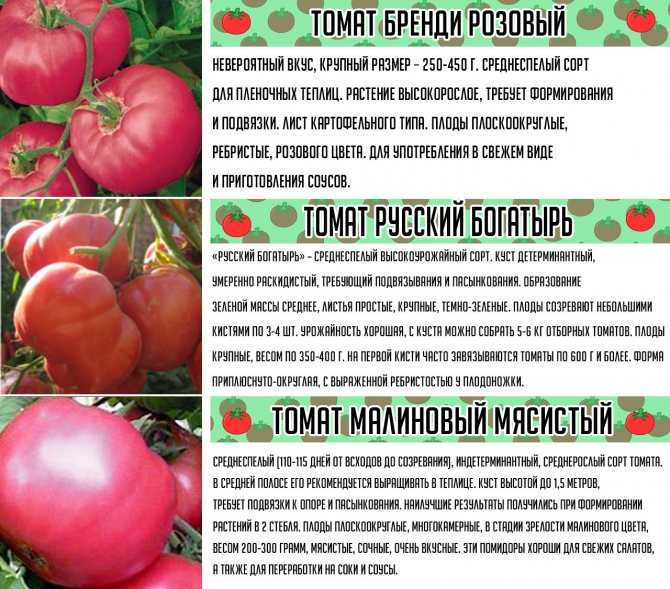 Томат "новичок розовый": описание сорта, рекомендации по уходу, фото русский фермер