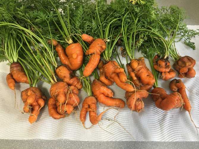 Горькая морковь польза или вред