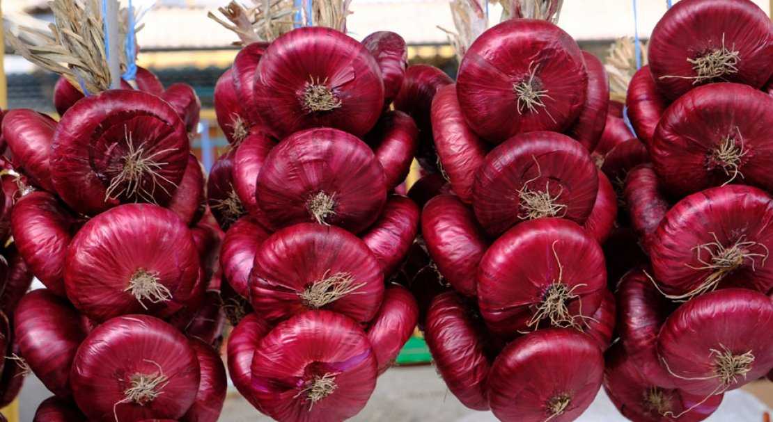 Крымский лук: выращивание в средней полосе, как хранить в квартире